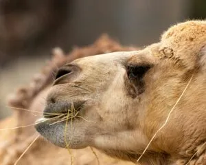 a close up of a camel eating grass