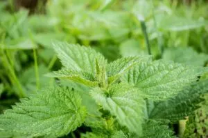 Detailed image of fresh green stinging nettle leaves with fine texture in natural light.