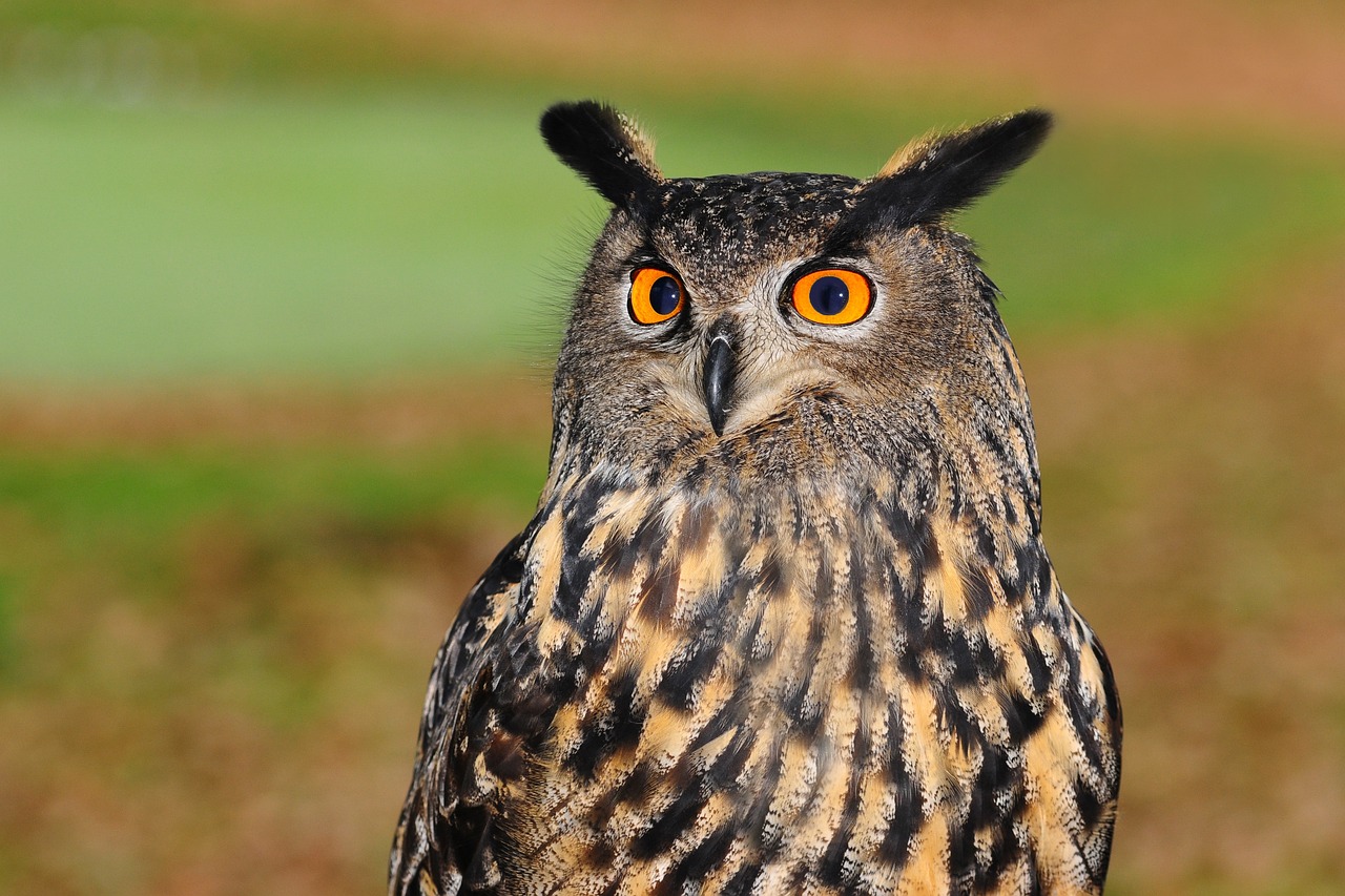 european eagle owl, owl, bird of prey, gufo