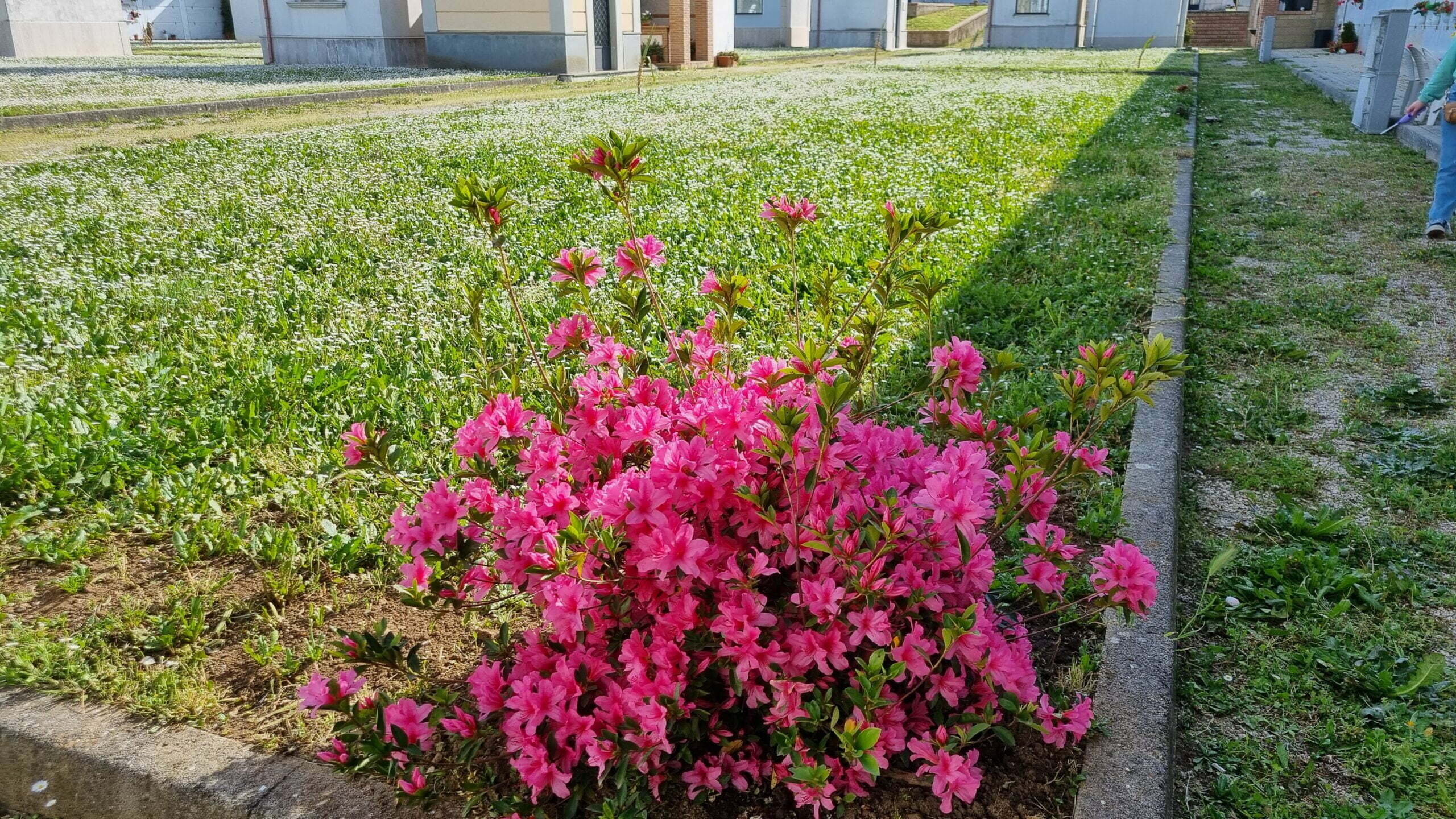 fiori a casetta di Eugenio