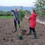 Remigio e Francesca piantano mimosa