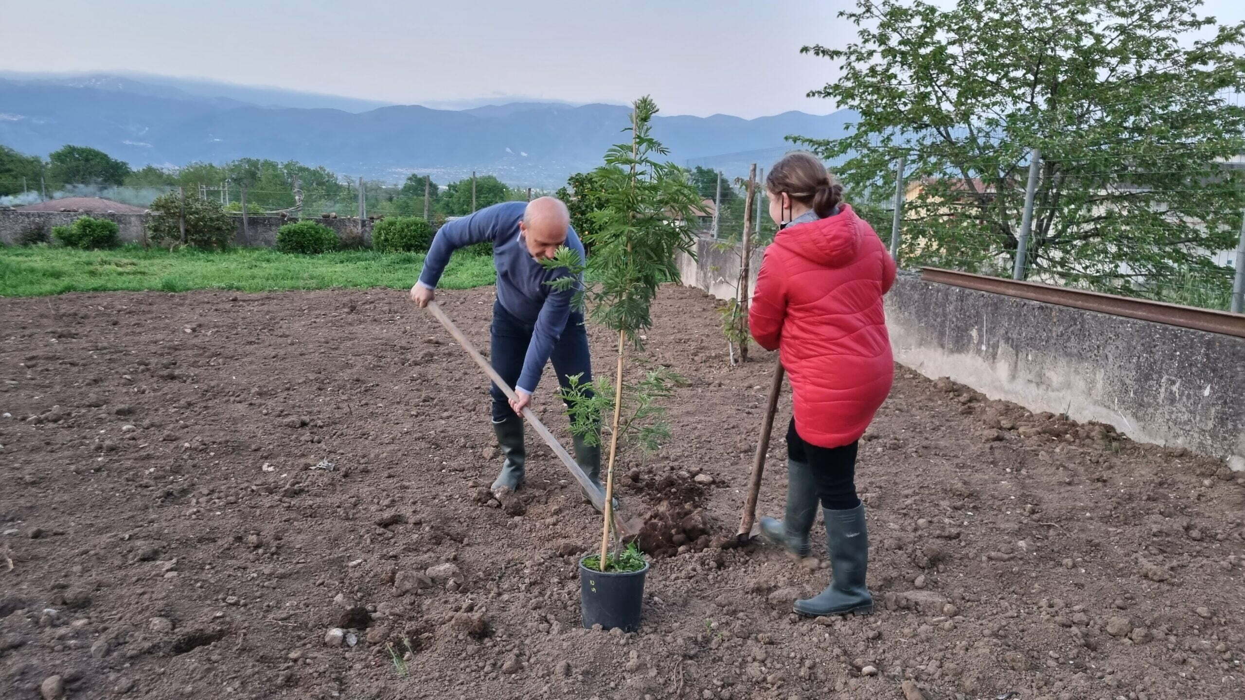 Remigio e Francesca piantano mimosa