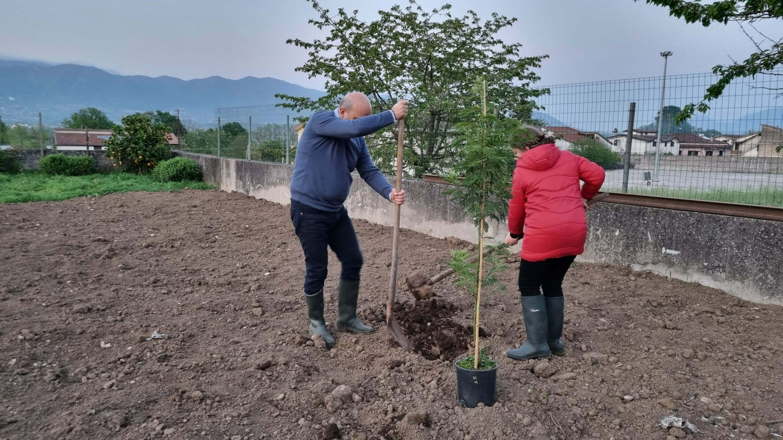 Remigio e Francesca piantano mimosa