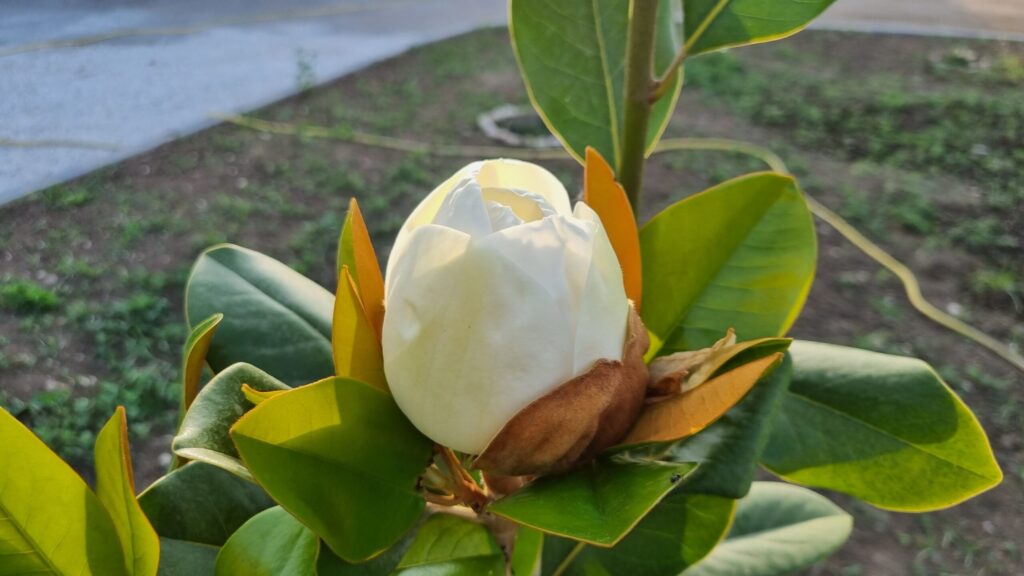 la nuova magnolia nel giardino di Eugenio