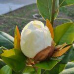 la nuova magnolia nel giardino di Eugenio