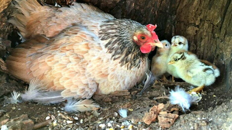 Mamma chioccia e il pulcino