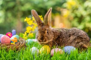 il coniglietto di pasqua del re 1