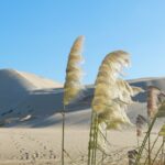 canne nel deserto