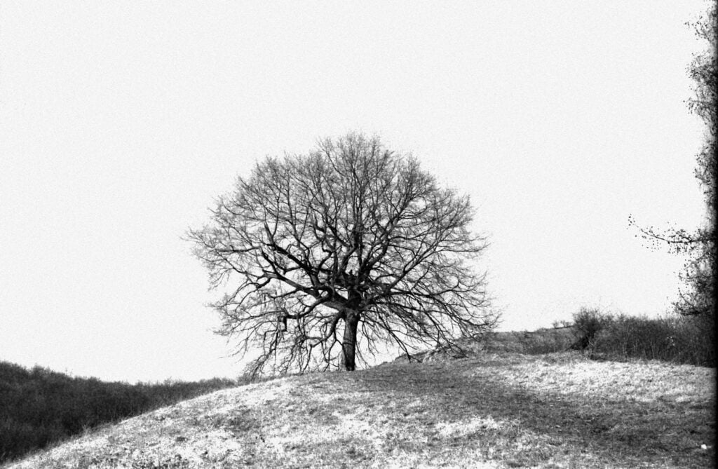 albero solitario