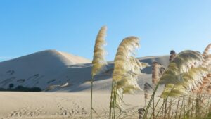 canne nel deserto