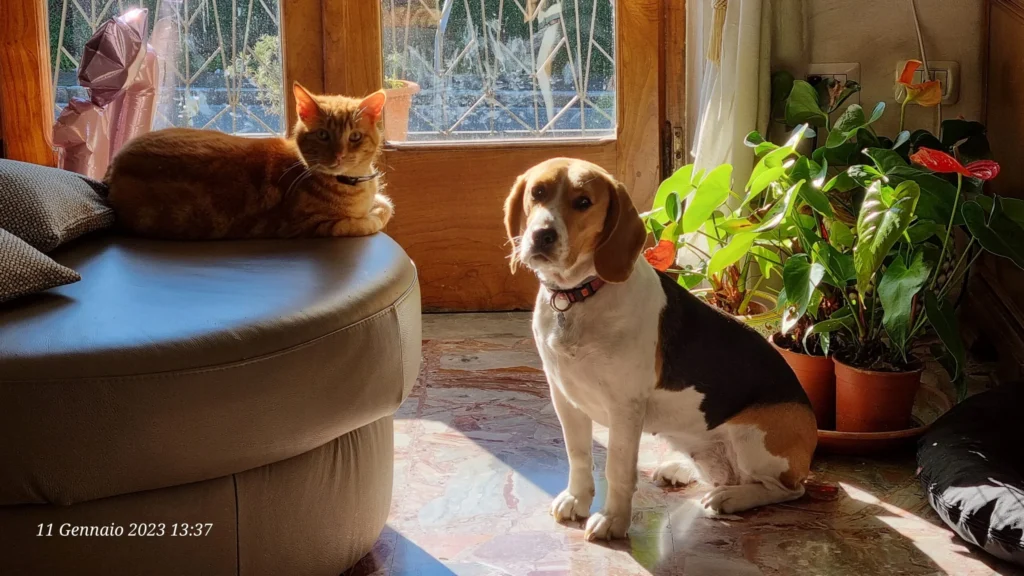 Lussy e Luke al sole al balcone