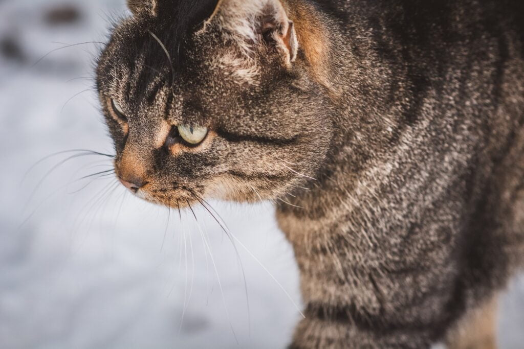 gattino nella neve