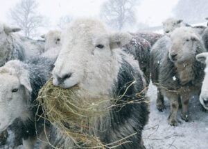 pecore e neve