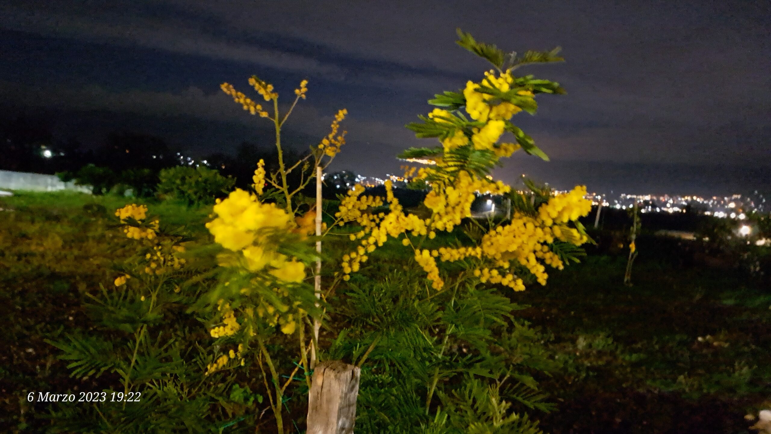 mimose di notte