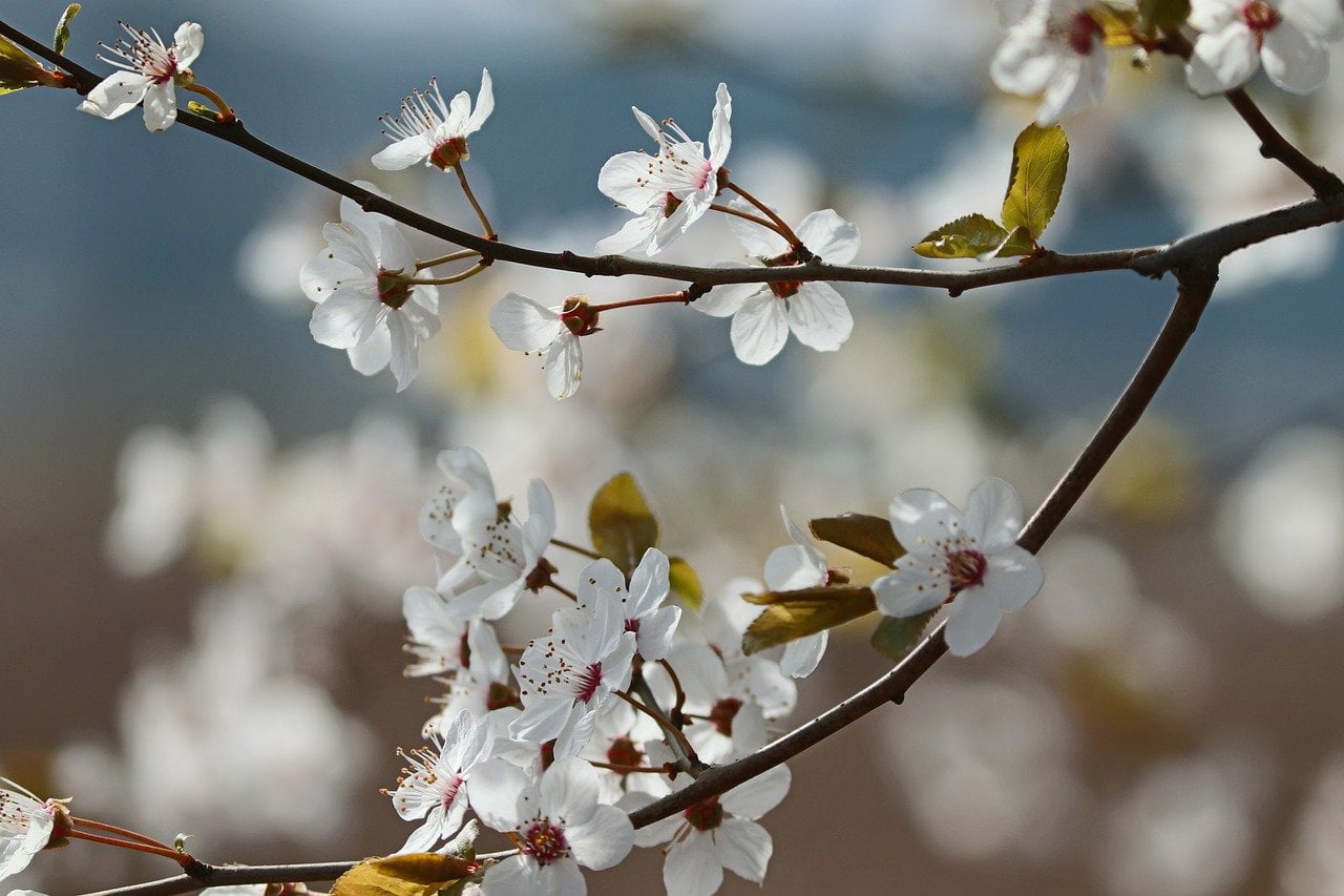 albero in fiore