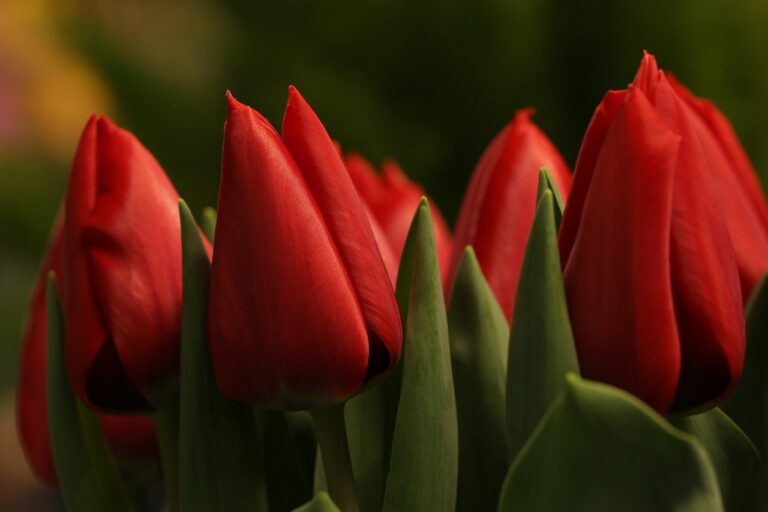 tulipani in fiore