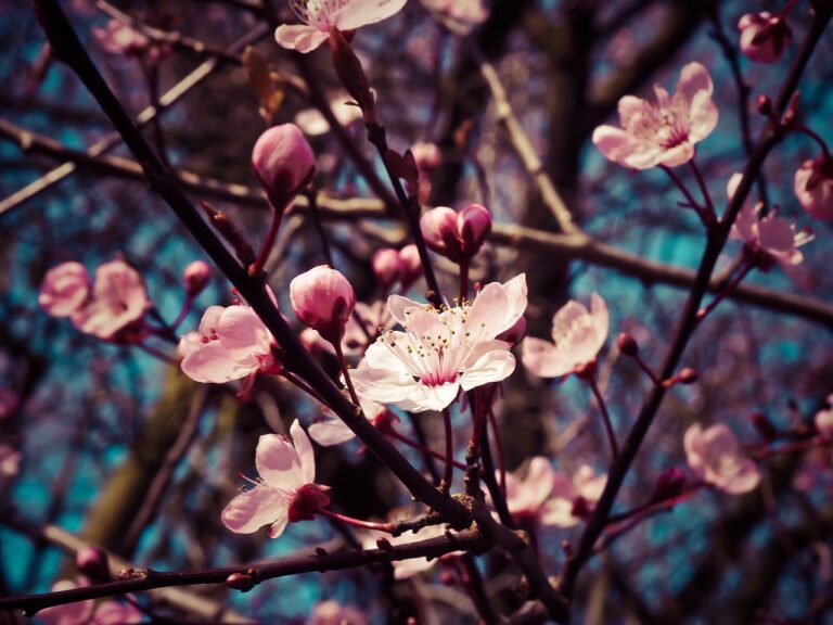 Fiori di pesco