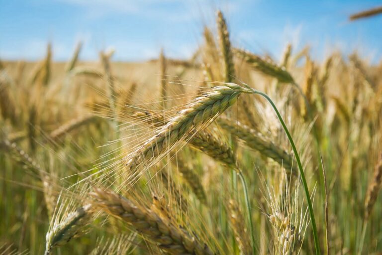 campo di grano con cielo