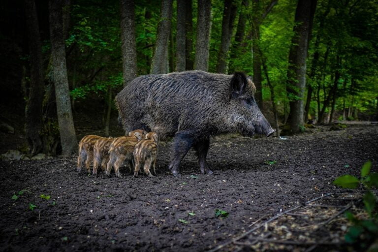 cinghiale e cuccioli