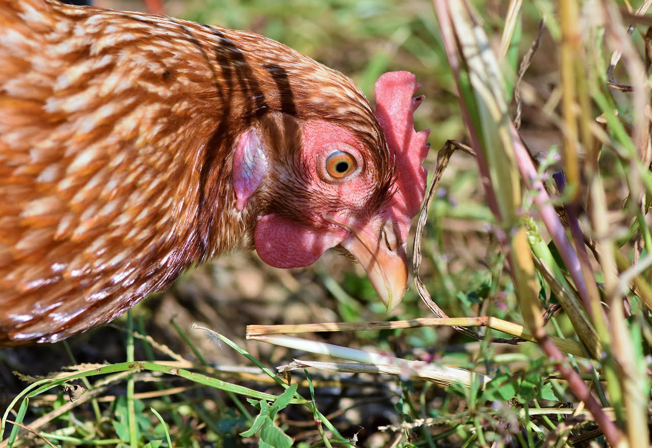 Una gallina vanitosa