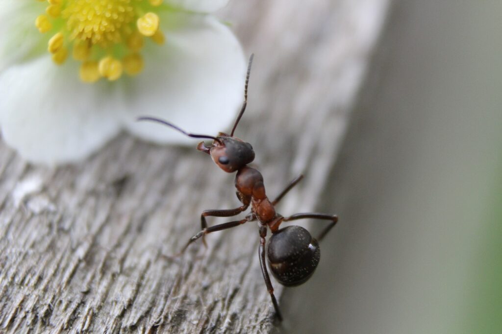 la piccola formica operaia