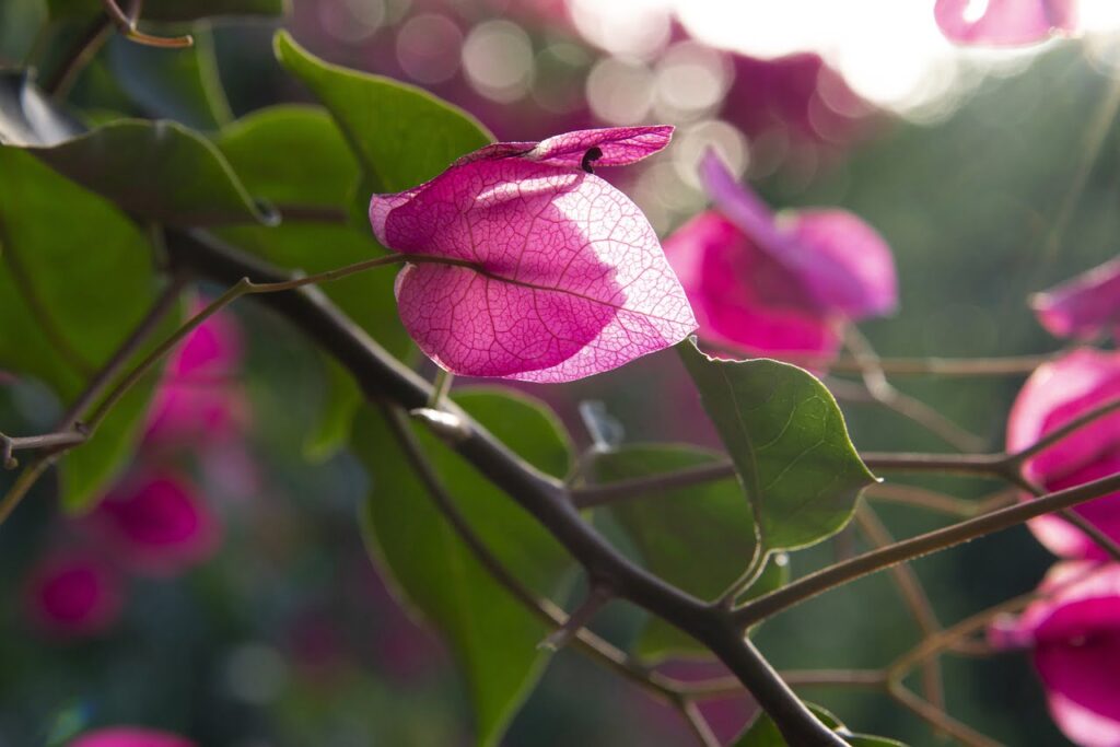 Luce tra i fiori di bouganvillea