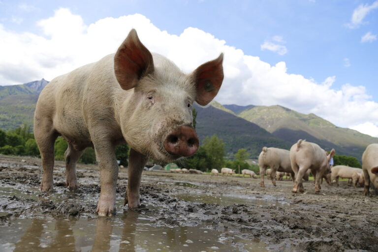 maiale, mandria di porci