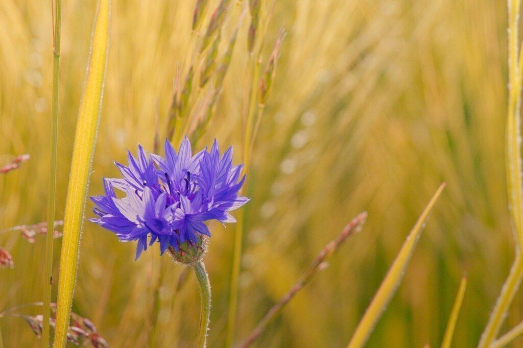 grano e fiordaliso