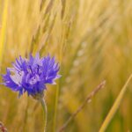 grano e fiordaliso