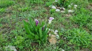 fiori nel nostro giardino