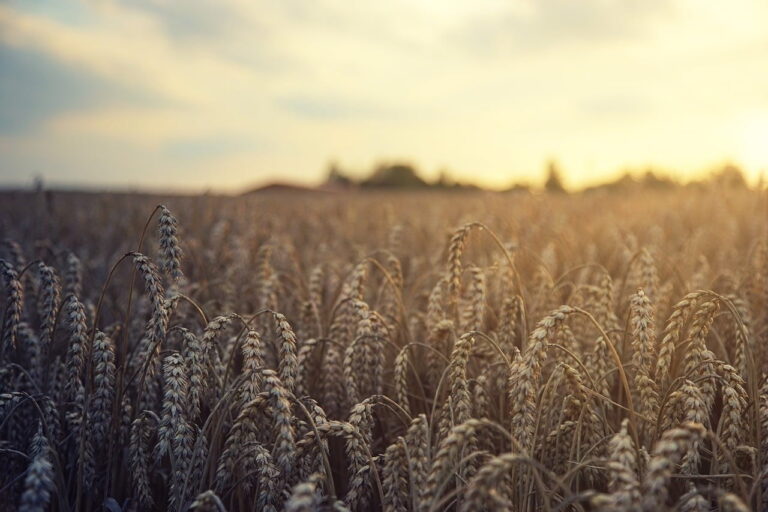 campo di grano