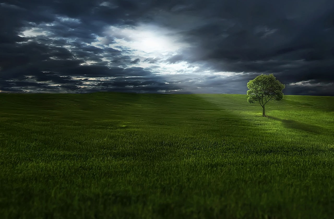 tree, meadow, clouds