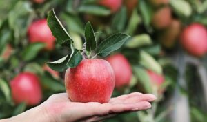 una mano mantiene una mela rossa dall'albero