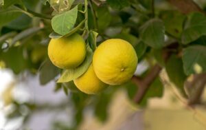 limoni