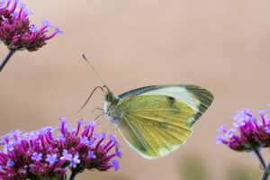 Fiore, farfalla