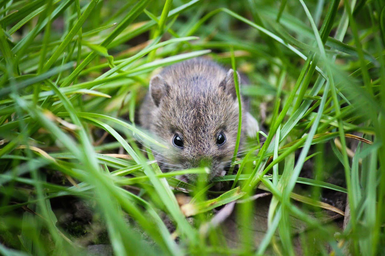 mouse, small animal, garden