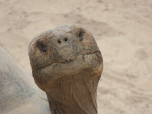 tortoise, head, face