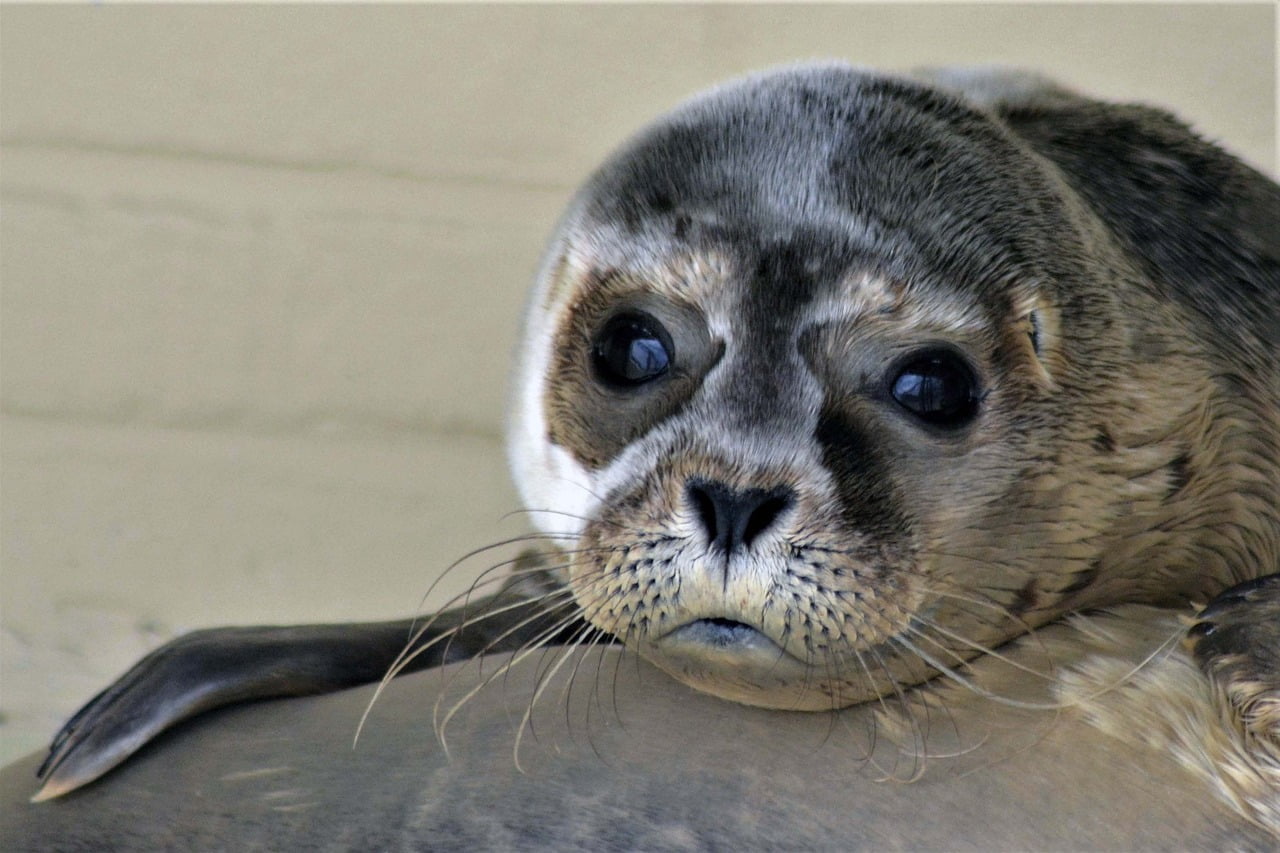 cucciolo di foca