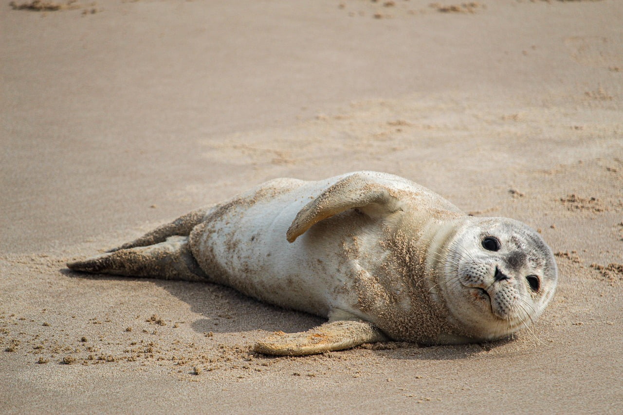 cucciolo di foca sdraiato sulla spiaggia