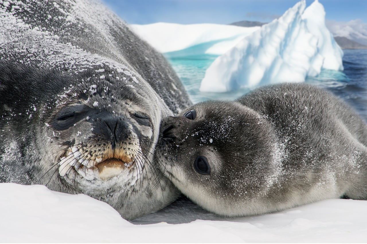 cucciolo di foca