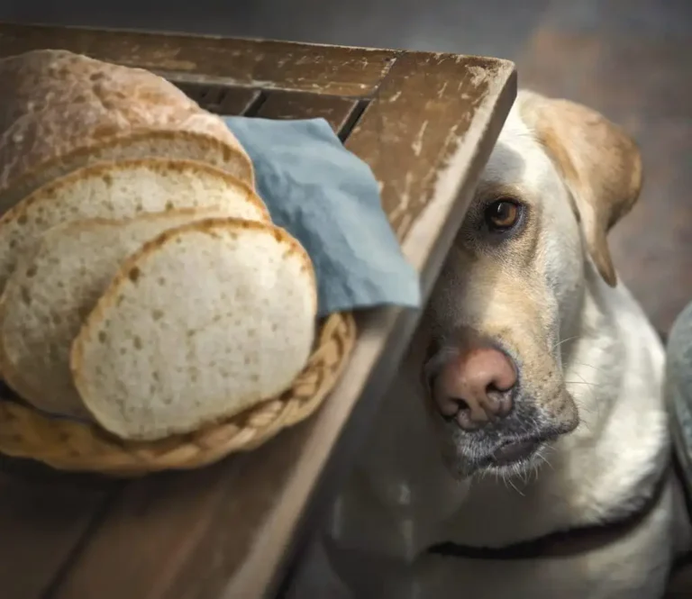 cane aspetta le briciole