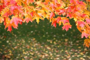 leaves, autumn, fall, foglie di autunno