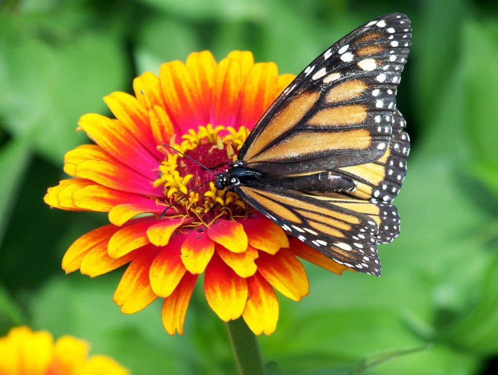 monarch, butterfly, flower, farfalla monarca