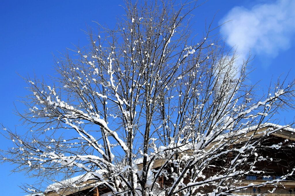 neve, inverno, casetta fra gli alberi, fumo dal camino