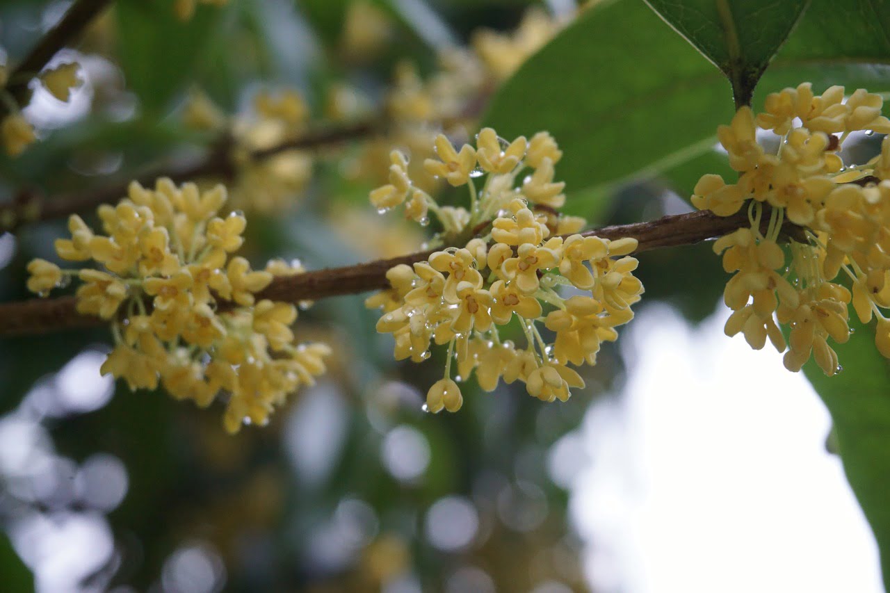 osmanthus, raindrop, plant