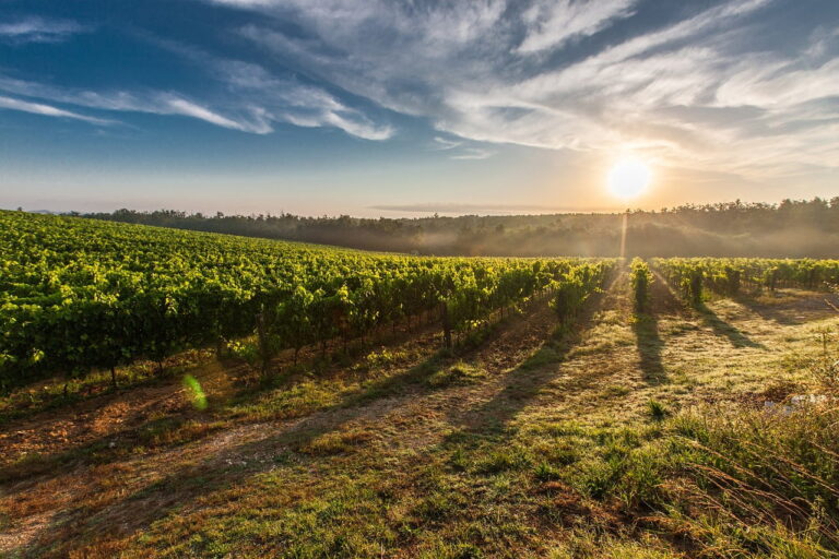 vigna, tramonto nella vigna