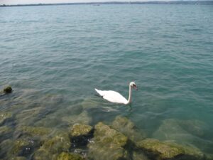 Cigno nel lago di Garda anno 2010