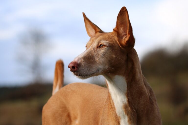 podenco, andaluz, dog