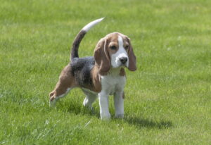 cucciolo di beagle