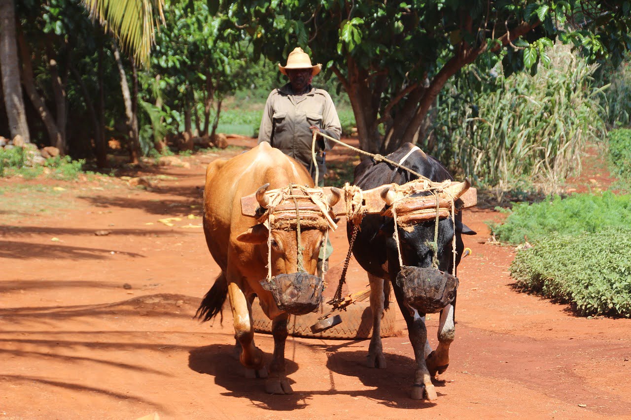 carro e buoi